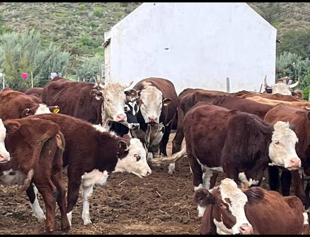 338HA FARM FOR SALE IN LADISMITH RURAL